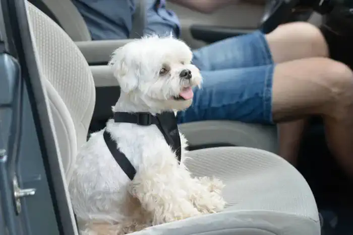 White Dog in Front Seat Wearing Seat Belt