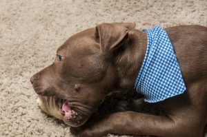 Dog Chewing Rawhide Bone