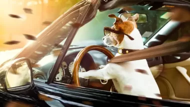 Dog Driving with Glasses and Seat Belt