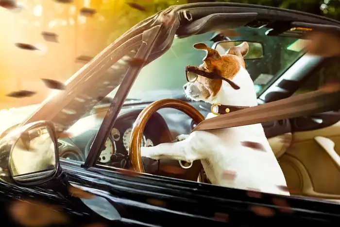 Dog Driving with Glasses and Seat Belt